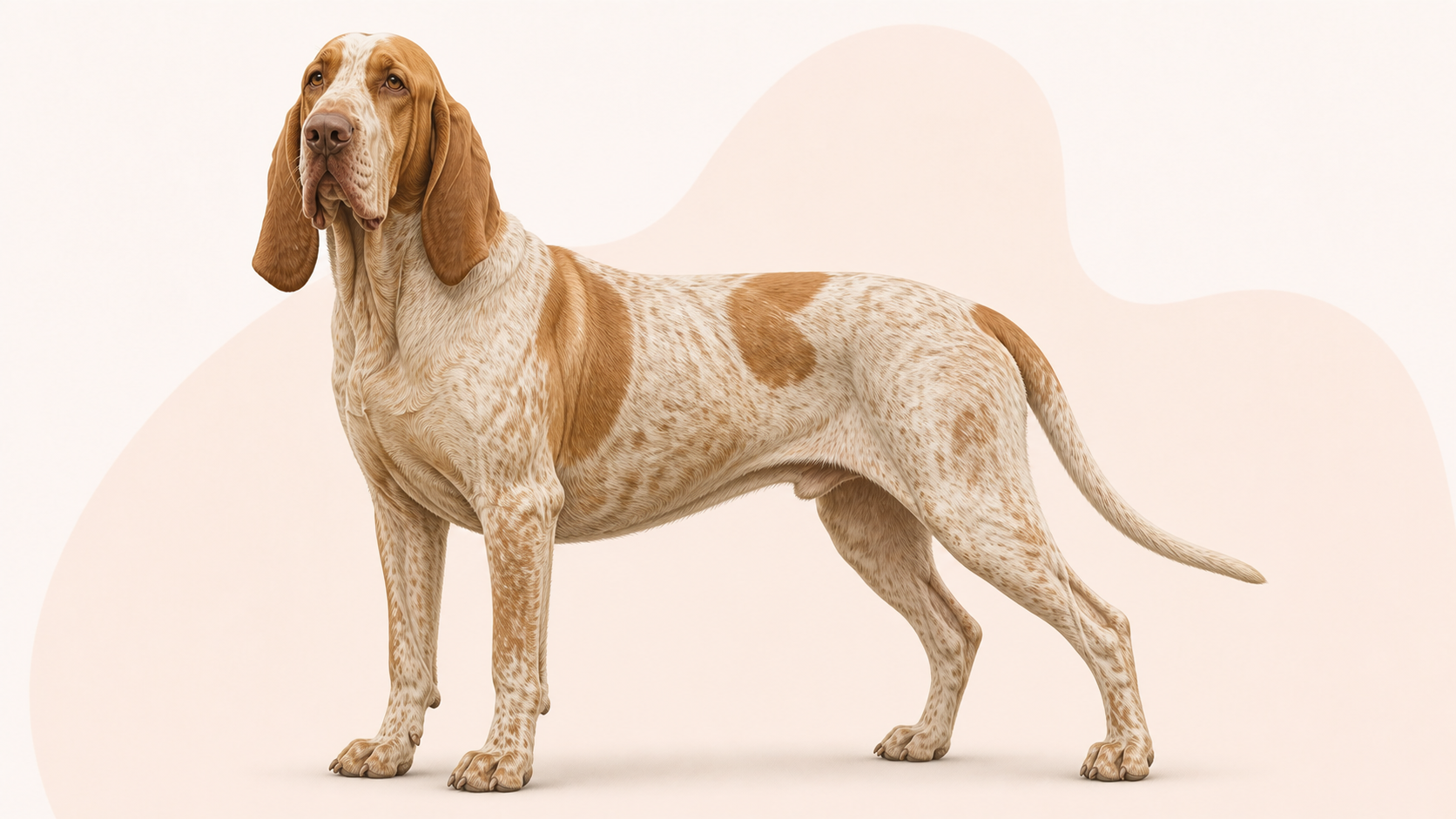 Bracco italiano